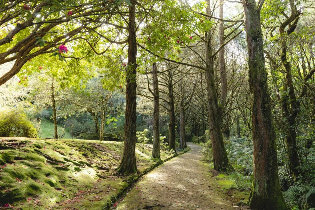 Tree-lined park on a sunny day